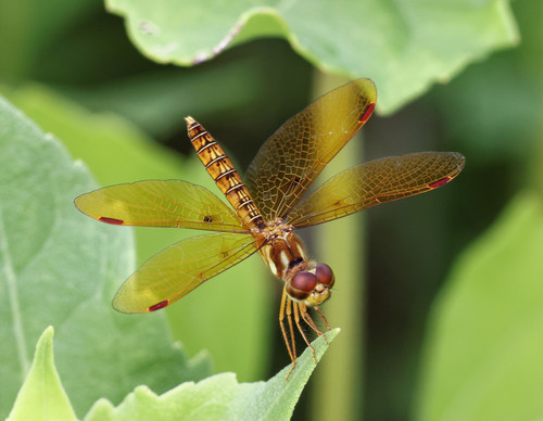 Eastern Amberwing