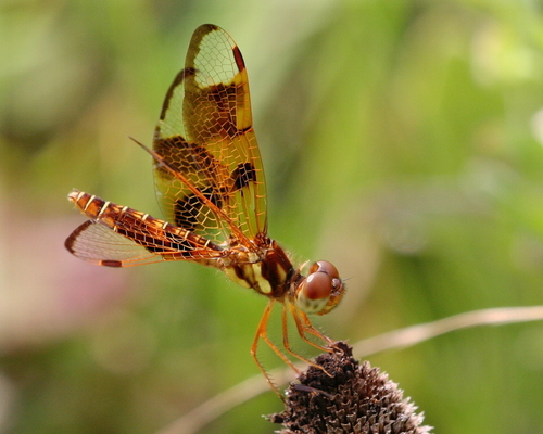 Eastern Amberwing