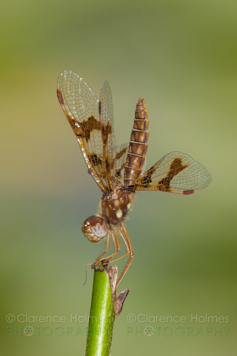 Eastern Amberwing