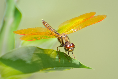 Eastern Amberwing