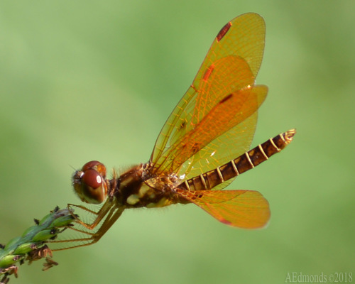 Eastern Amberwing