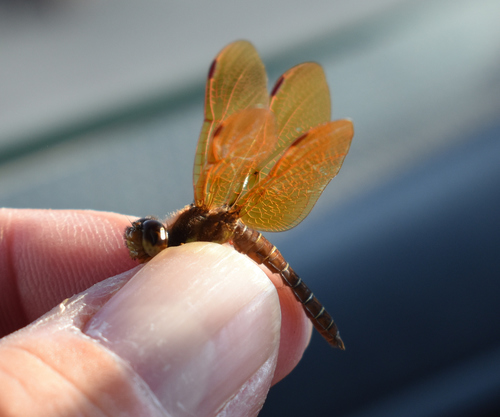 Eastern Amberwing
