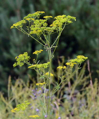 wild parsnip