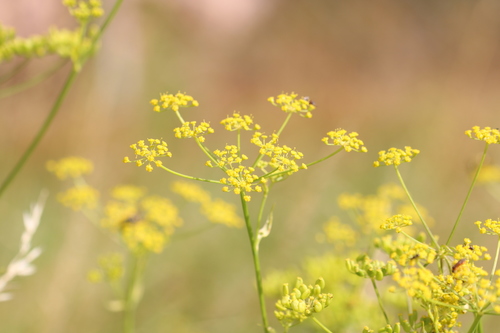 wild parsnip