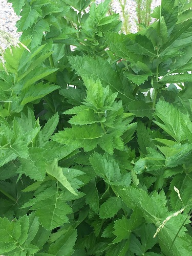 wild parsnip