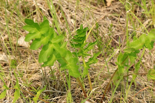wild parsnip