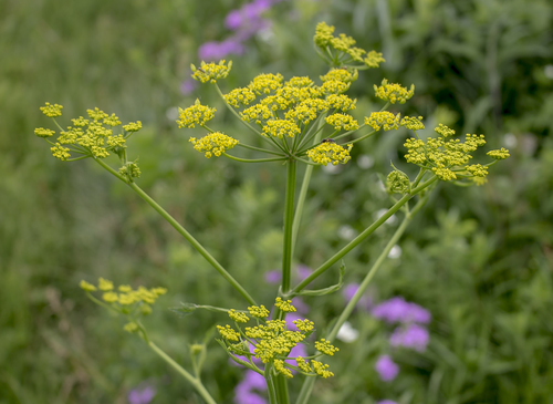 wild parsnip