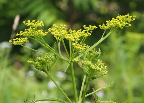 wild parsnip