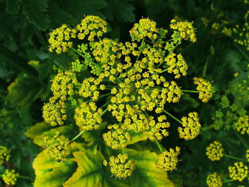 wild parsnip