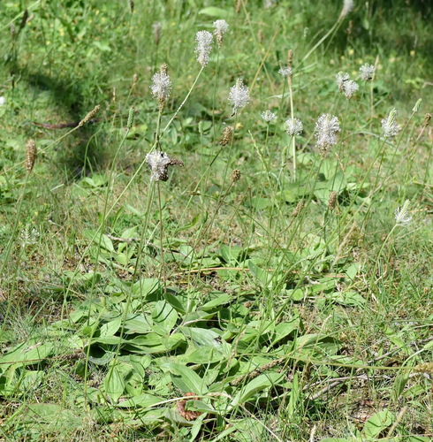 Hoary Plantain