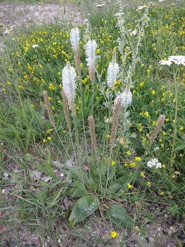 Hoary Plantain