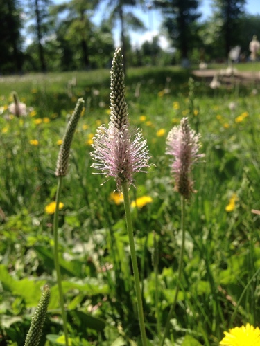 Hoary Plantain