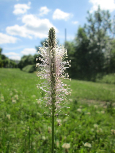 Hoary Plantain