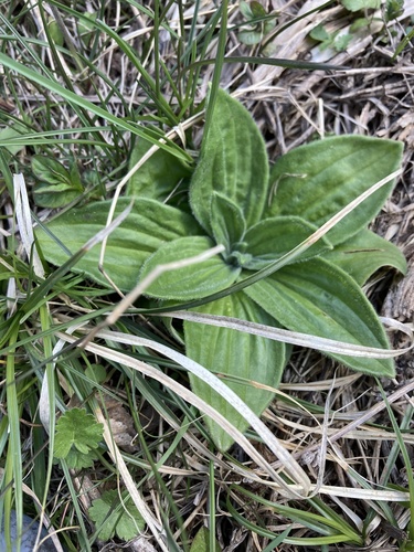 Hoary Plantain