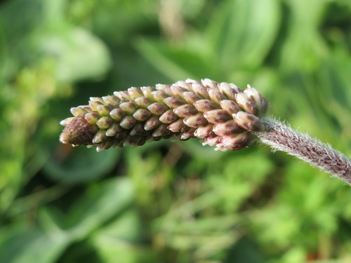 Hoary Plantain