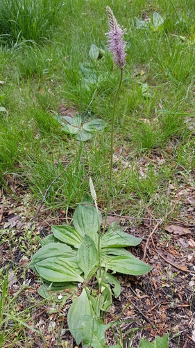Hoary Plantain