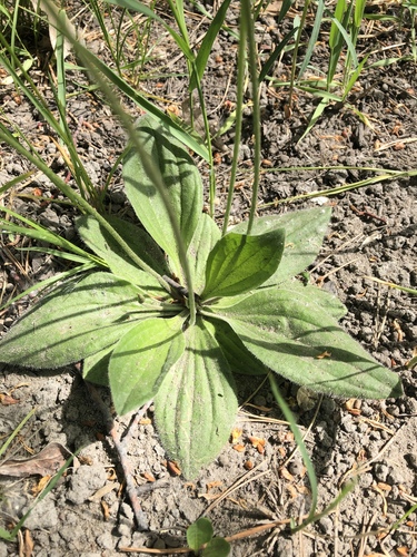 Hoary Plantain