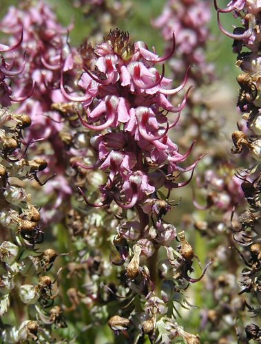 Elephant's-Head lousewort