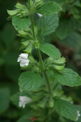 lemon balm