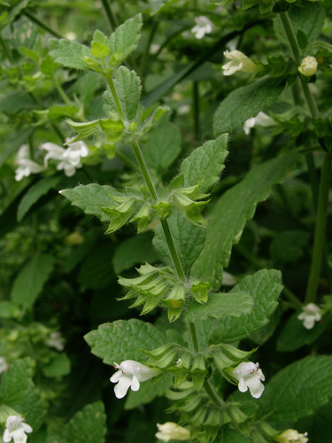 lemon balm