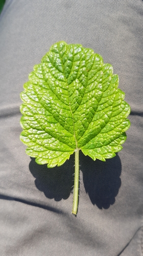 lemon balm