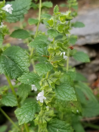 lemon balm