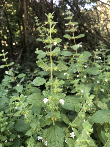 lemon balm