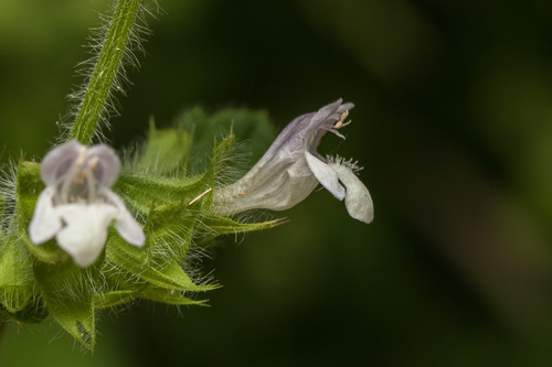 lemon balm