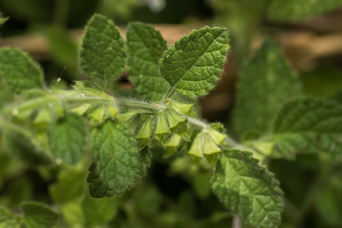 lemon balm