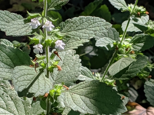 lemon balm