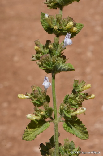 lemon balm