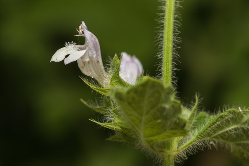 lemon balm