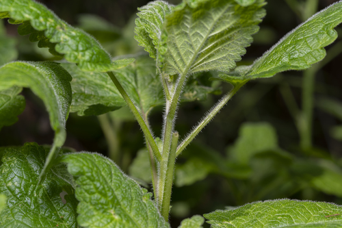 lemon balm