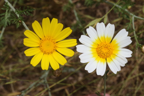 Garland Daisy