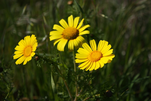 Garland Daisy