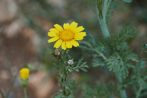 Garland Daisy