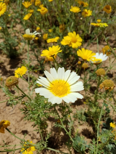 Garland Daisy