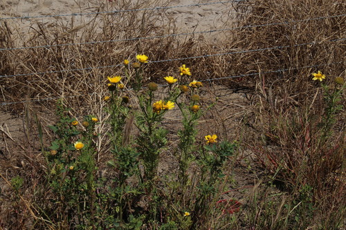 Garland Daisy