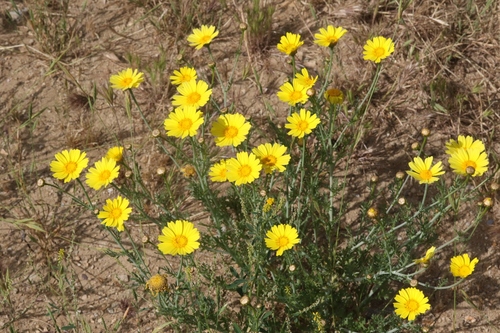 Garland Daisy