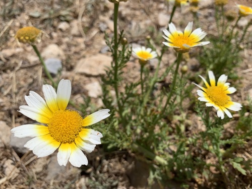 Garland Daisy