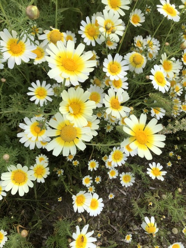 Garland Daisy