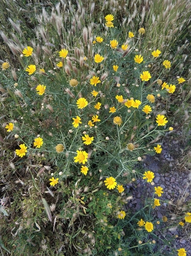 Garland Daisy