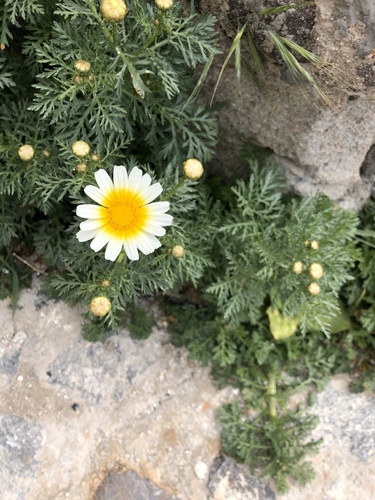 Garland Daisy