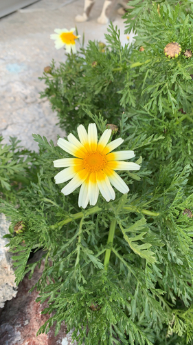 Garland Daisy