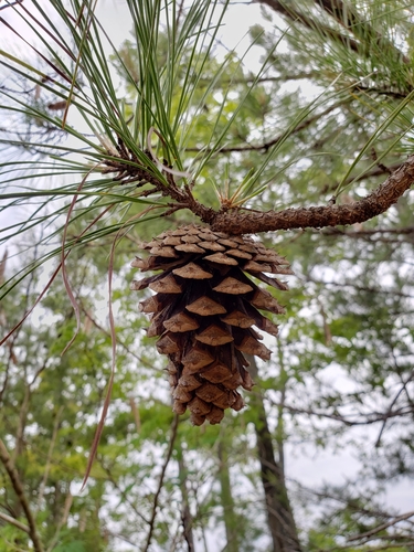 loblolly pine