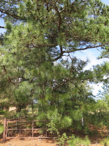 loblolly pine