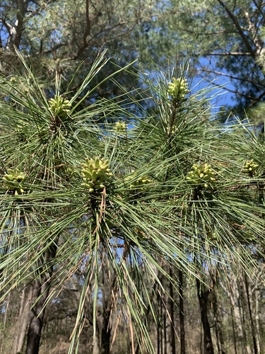 loblolly pine