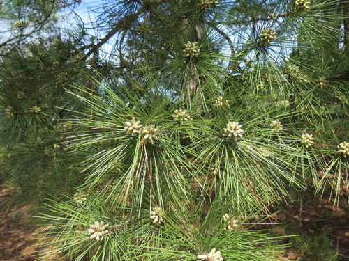 loblolly pine