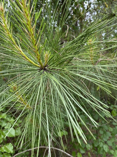 loblolly pine