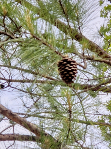 loblolly pine